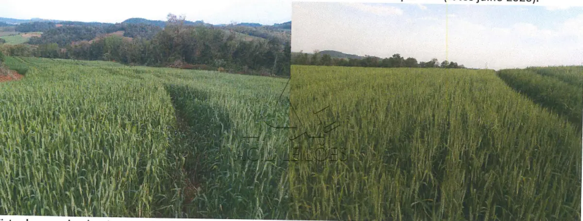 LOTE 0A1 - LOTE RURAL