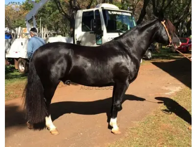 LOTE 002 - cavalos da raça crioula (três fêmeas e dois machos)