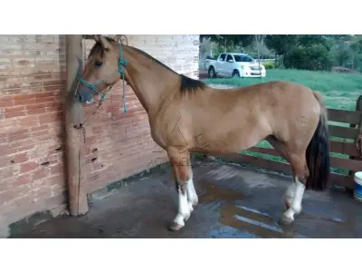 LOTE 002 - cavalos da raça crioula (três fêmeas e dois machos)