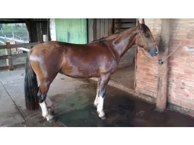 LOTE 002 - cavalos da raça crioula (três fêmeas e dois machos)