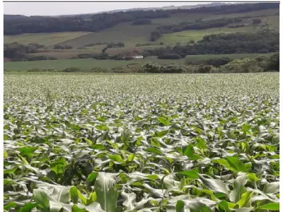 LOTE 001 - MATRÍCULA Nº 8.412 RI de Crissiumal / RS IMÓVEL – Lote rural nº 38 da 5ª Seção Buricá, neste município, sem benfeitorias, com a área de 91.500 m², confrontando: Ao NORTE: pelo Lajeado Paca, com parte dos lotes nº 44 e 43 e terras do mesmo lote nº 38. Ao SUL: por caminho, com parte dos lotes nº 35 e 34, e terras do mesmo lote nº 38, pertencente ao comprador. A LESTE: com terras do mesmo lote nº 38 e por caminho, com parte dos lotes nº 34 e 35. Ao OESTE: pelo Lajeado Paca, com parte dos lotes nº 43 e 44.