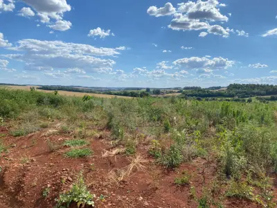 LOTE 006 - Terras 5.000m² – Lote 08, Linha Porto Alegre Norte, Matrícula 1382, solo vermelho argiloso, plano, agricultável. Avaliação R$ 40.000,00.