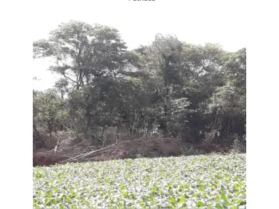 LOTE 001 - MATRÍCULA Nº 8.412 RI de Crissiumal / RS IMÓVEL – Lote rural nº 38 da 5ª Seção Buricá, neste município, sem benfeitorias, com a área de 91.500 m², confrontando: Ao NORTE: pelo Lajeado Paca, com parte dos lotes nº 44 e 43 e terras do mesmo lote nº 38. Ao SUL: por caminho, com parte dos lotes nº 35 e 34, e terras do mesmo lote nº 38, pertencente ao comprador. A LESTE: com terras do mesmo lote nº 38 e por caminho, com parte dos lotes nº 34 e 35. Ao OESTE: pelo Lajeado Paca, com parte dos lotes nº 43 e 44.