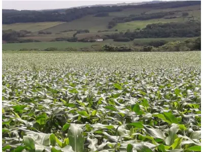 LOTE 001 - MATRÍCULA Nº 8.412 RI de Crissiumal / RS IMÓVEL – Lote rural nº 38 da 5ª Seção Buricá, neste município, sem benfeitorias, com a área de 91.500 m², confrontando: Ao NORTE: pelo Lajeado Paca, com parte dos lotes nº 44 e 43 e terras do mesmo lote nº 38. Ao SUL: por caminho, com parte dos lotes nº 35 e 34, e terras do mesmo lote nº 38, pertencente ao comprador. A LESTE: com terras do mesmo lote nº 38 e por caminho, com parte dos lotes nº 34 e 35. Ao OESTE: pelo Lajeado Paca, com parte dos lotes nº 43 e 44.