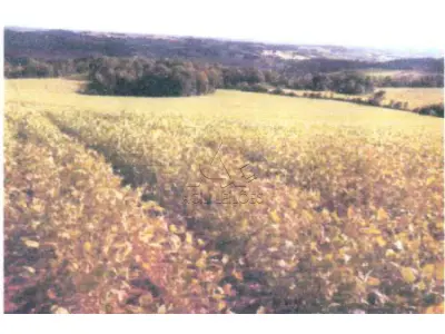 LOTE 001 - Matrícula nº 1.889 IMÓVEL: Trata-se do Lote Rural nº 103-A, localizado na Segunda Secção São Francisco, com área total de 44.000 m² (quarenta e quatro mil metros quadrados), situado no Distrito Administrativo de Lajeado Bonito, pertencente a este Município. Ao Norte, limita-se com uma estrada, confrontando com os lotes nºs 107, 104-A, 104 e 102, de propriedade de Benno Hochscheidt, Flavia Höveler, Wendelino Füsiger e João Albano Becker. Ao Sul, confronta-se com o Lajeado Bonito, limitando-se com o lote nº 160, de propriedade de José Borstel. À Leste, limita-se por linha seca com o lote nº 103, pertencente a Romualdo Romeo Foltz. À Oeste, também por linha seca, confronta com o lote nº 103-B, de propriedade de Afonso Werner