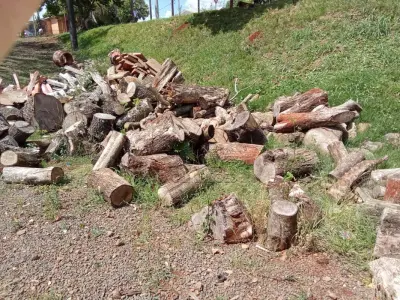 LOTE 030 - Madeira cepo 3m³ + madeira serrada 1m³. Avaliação R$ 50,00.