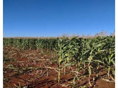 LOTE 001 - Imóvel Matrícula 4.648 Fração dos Lotes Rurais nºs 153 e 154, da 1ª Seção Santa Rosa, com a área de 47.142,86 m² (quarenta e sete mil, cento e quarenta e dois metros e oitenta e seis decímetros quadrados), localizada no lugar denominado Pinheiro Machado, neste município, confrontando: Norte: com o Lajeado Pinheiro Machado. Sul: com terras de Mario Herpich. Leste: com o lote nº 154 de Hilário Gellati. Oeste: com terras de Dirceu Tartari. Cadastrada no INCRA sob nº 867 101 012 505-8. Área total: 15,5000. Módulo rural: 59,5238. Número de módulos rurais: 0,21. Módulo fiscal: 20,0000. Número de módulos fiscais: 0,7700. FMP: 3,0000