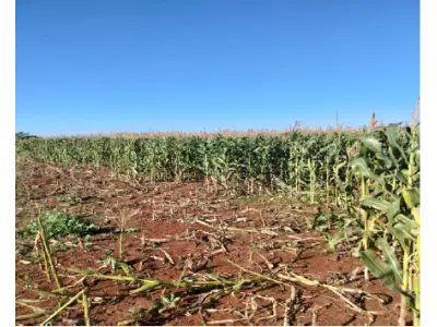 LOTE 001 - Imóvel Matrícula 4.648 Fração dos Lotes Rurais nºs 153 e 154, da 1ª Seção Santa Rosa, com a área de 47.142,86 m² (quarenta e sete mil, cento e quarenta e dois metros e oitenta e seis decímetros quadrados), localizada no lugar denominado Pinheiro Machado, neste município, confrontando: Norte: com o Lajeado Pinheiro Machado. Sul: com terras de Mario Herpich. Leste: com o lote nº 154 de Hilário Gellati. Oeste: com terras de Dirceu Tartari. Cadastrada no INCRA sob nº 867 101 012 505-8. Área total: 15,5000. Módulo rural: 59,5238. Número de módulos rurais: 0,21. Módulo fiscal: 20,0000. Número de módulos fiscais: 0,7700. FMP: 3,0000