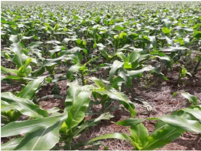 LOTE 001 - MATRÍCULA Nº 8.412 RI de Crissiumal / RS IMÓVEL – Lote rural nº 38 da 5ª Seção Buricá, neste município, sem benfeitorias, com a área de 91.500 m², confrontando: Ao NORTE: pelo Lajeado Paca, com parte dos lotes nº 44 e 43 e terras do mesmo lote nº 38. Ao SUL: por caminho, com parte dos lotes nº 35 e 34, e terras do mesmo lote nº 38, pertencente ao comprador. A LESTE: com terras do mesmo lote nº 38 e por caminho, com parte dos lotes nº 34 e 35. Ao OESTE: pelo Lajeado Paca, com parte dos lotes nº 43 e 44.