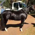 LOTE 002 - cavalos da raça crioula (três fêmeas e dois machos)