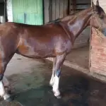 LOTE 002 - cavalos da raça crioula (três fêmeas e dois machos)