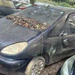 LOTE 36487