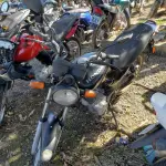 LOTE 36403