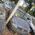 LOTE 36503